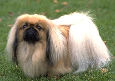 pekingese.jpg